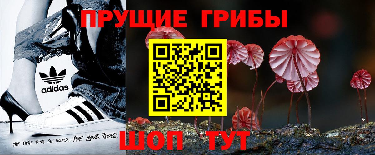 Чита  Псилоцибиновые грибы Cubensis  Вход с VPN 
